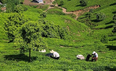 اختصاص اعتبار برای نوسازی باغ‌های زمردین چای در گیلان