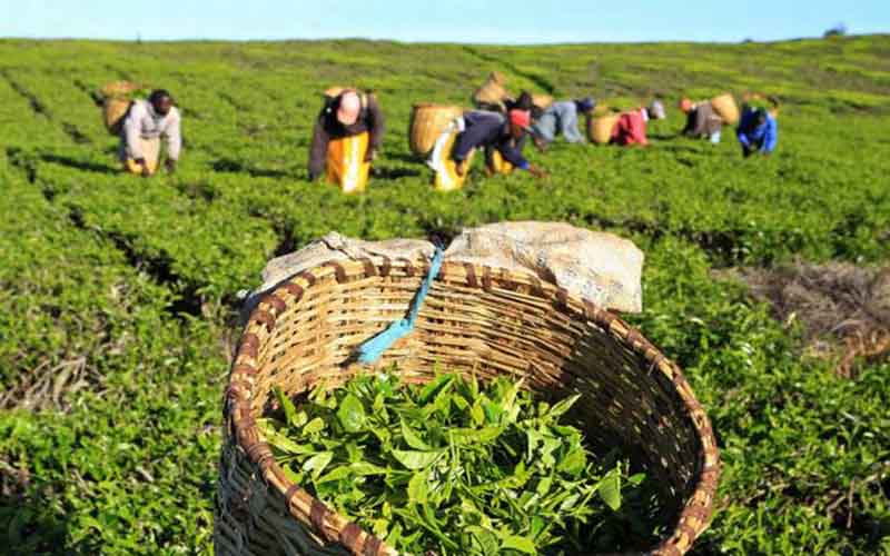 خرید بیش از ۴۹ هزار تن برگ سبز چای از چایکاران شمال کشور
