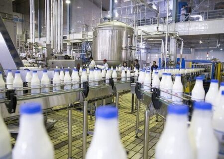 احتمال کاهش تولید شیر در گیلان