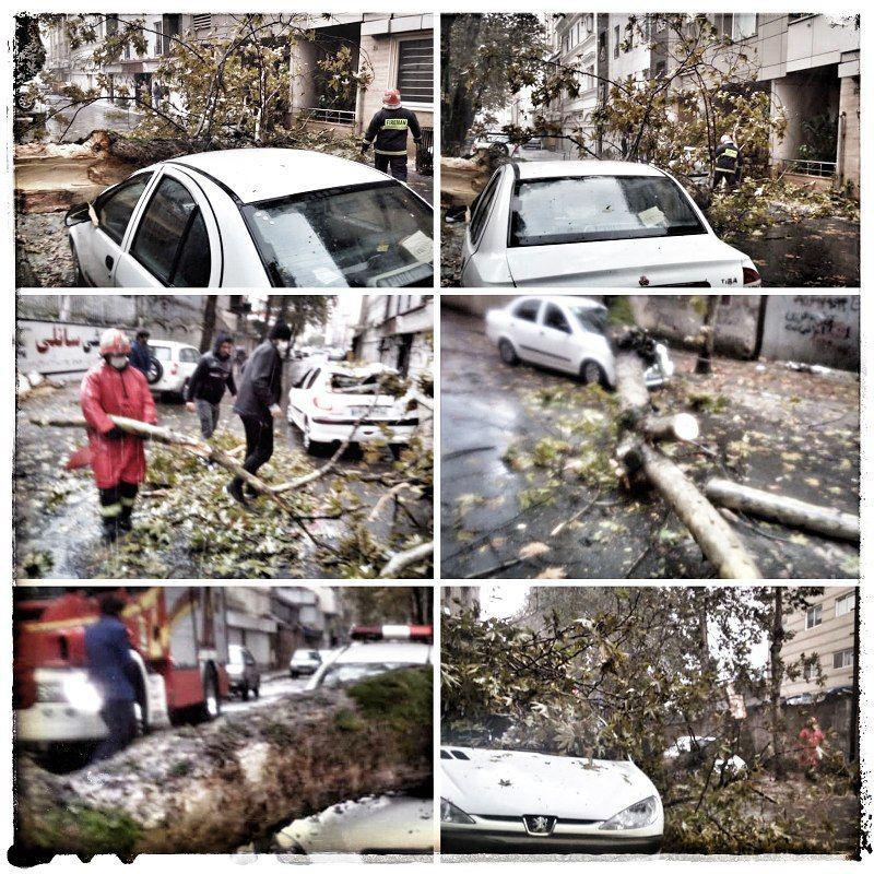 سقوط درخت در خیابان ۱۰۴ گلسار رشت