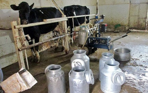 افزایش ۸ درصدی تولید شیر در گیلان