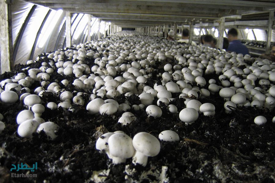 تولید بیش از ۴ هزار تن قارچ در گیلان