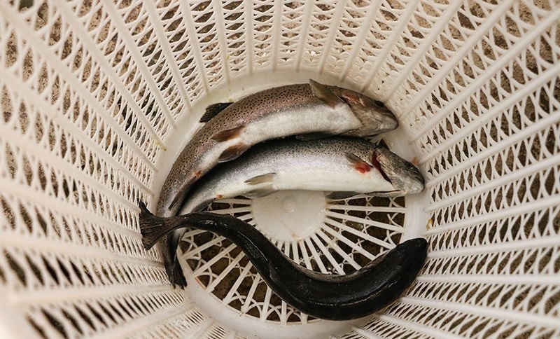 ۱۰۰ میلیون انواع ماهیان بومی سالانه در دریای خزر رهاسازی می‌شود
