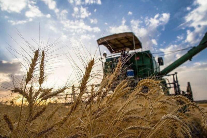 خرید تضمینی بیش از ۹۰۰ تن گندم در گیلان