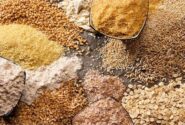 تولید خوراک ارزان قیمت دام در گیلان