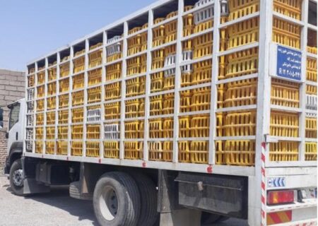 توقیف ۱۰ کامیون پر از مرغ های غیر قانونی در رودبار