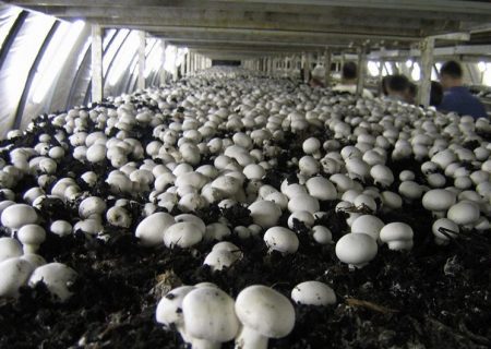تولید بیش از ۴ هزار تن قارچ خوراکی در گیلان