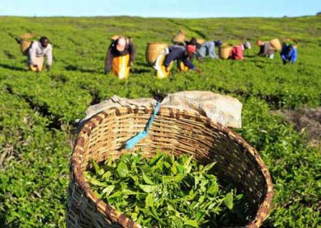افزایش ۵۲ درصدی قیمت تضمینی برگ سبز چای