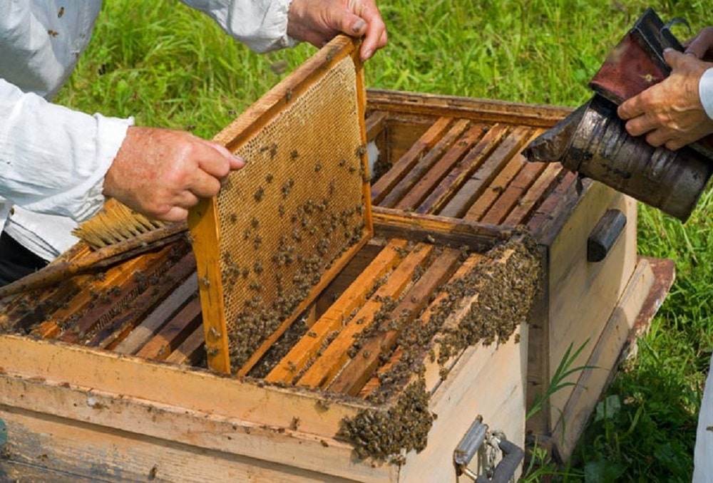 برداشت بیش از ۶ هزار تن عسل در گیلان