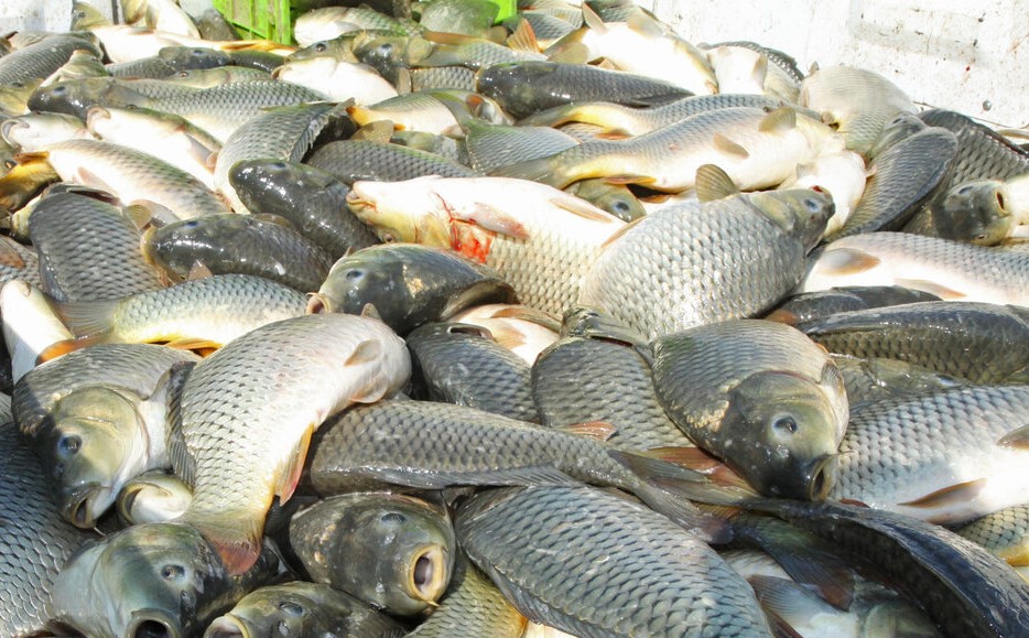 تولید ۴۵ هزار تن ماهی گرمابی در گیلان