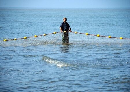 صید بیش از ۹۰۰ تن ماهی از دریای خزر