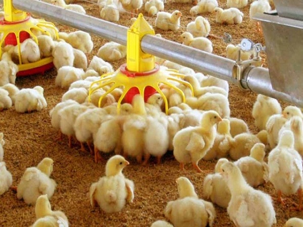 افزایش ۷ درصدی تولید مرغ در گیلان