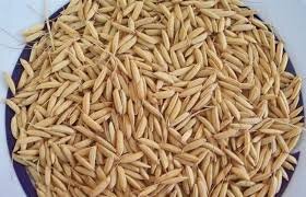 توزیع بیش از هزار تن بذر گواهی شده برنج در گیلان
