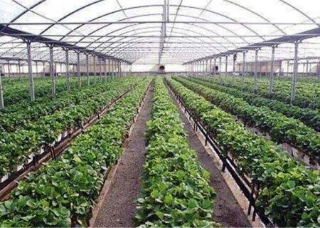۴۰ پروژه بخش کشاورزی در گیلان افتتاح می‌شود
