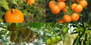تولید ۱۰ محصول کشاورزی گواهی شده