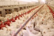 رتبه نخست گیلان در تولید مرغ اجداد در کشور