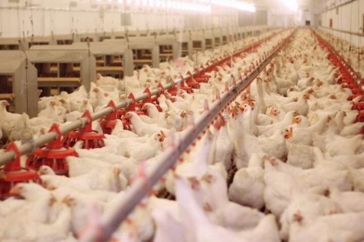 پیش بینی اعتبار ۶۰ میلیاردی برای خرید مرغ مازاد در گیلان