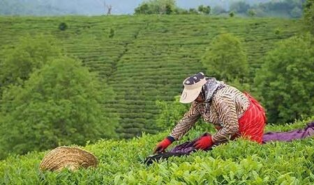 افزایش ۲۰ درصدی تولید برگ سبز چای در کشور