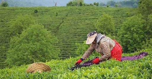 پایان برداشت برگ‌های زمردین چای از باغ‌های شمال کشور