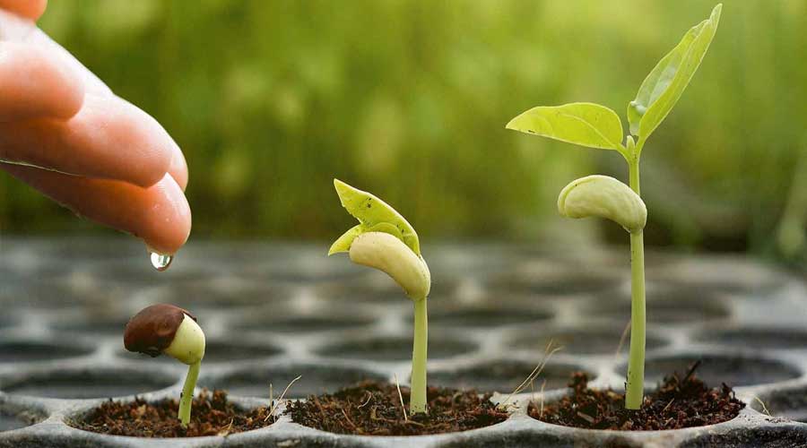 انتخاب بذرهای سالم برای سال زراعی پربار