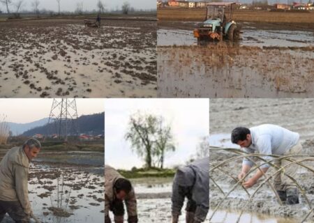 توصیه های مدیر زراعت سازمان جهاد کشاورزی گیلان برای شروع فصل کشت و کار برنج در سال جدید