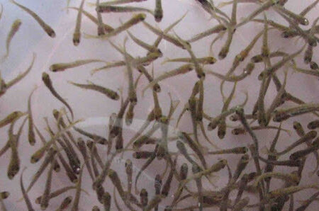 آغاز تکثیر مصنوعی ماهیان استخوانی