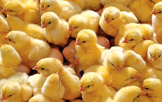 رشد ۷ درصدی جوجه ریزی مرغداری های گوشتی گیلان