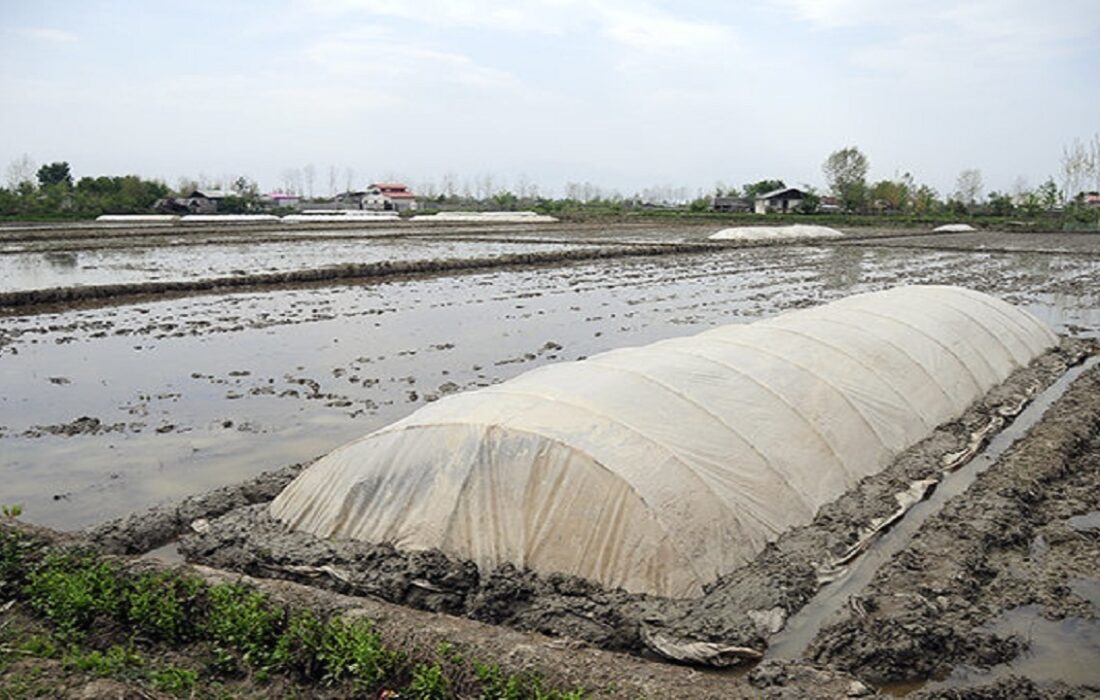 استفاده از آب باران برای خزانه گیری برنج در گیلان