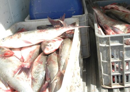 کشف محموله ۲۴ تنی ماهی بدون مجوز در رودبار