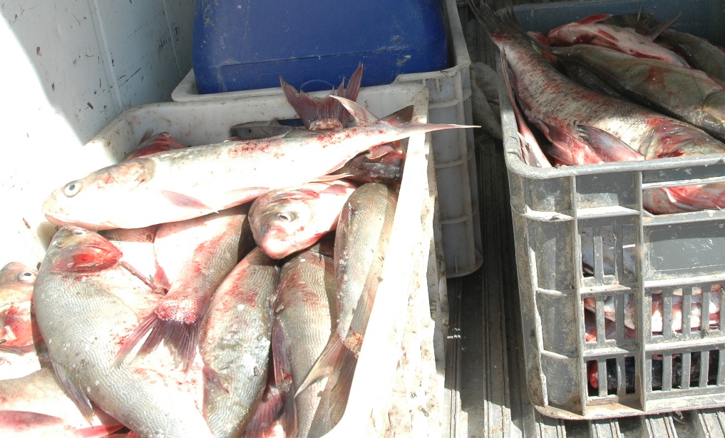 کشف محموله ۲۴ تنی ماهی بدون مجوز در رودبار