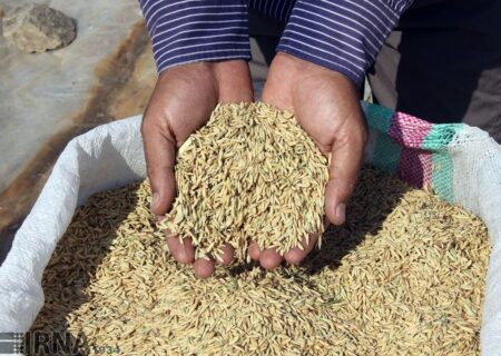 توزیع هزار تن بذر اصلاح شده در گیلان
