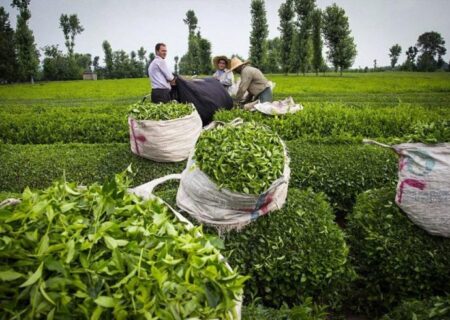 ۴۲ تن چای سبز بهاره در سبد خرید کارخانه داران گیلان و مازندران
