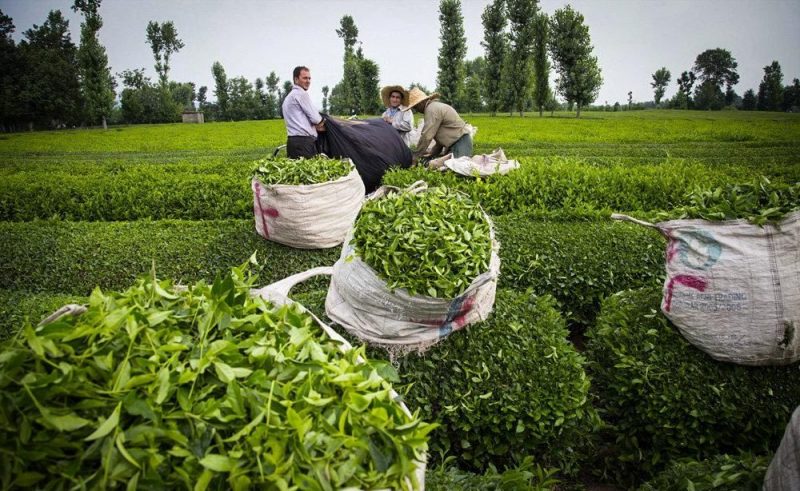 کاهش حدود ۱۳ درصدی تولید برگ سبز چای در کشور