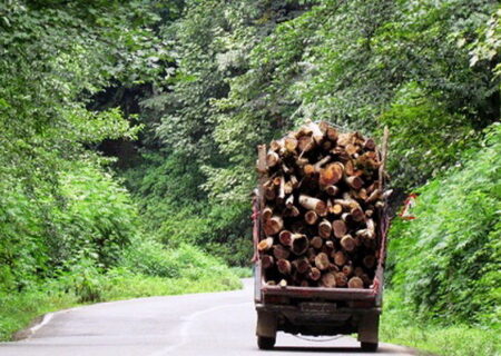 افزایش ۲۱ درصدی کشفیات چوب قاچاق در گیلان