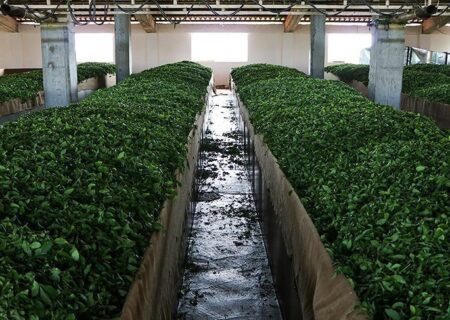 خرید تضمینی برگ سبز چای در ۲ کارخانه چایسازی اتحادیه تعاونی روستایی گیلان