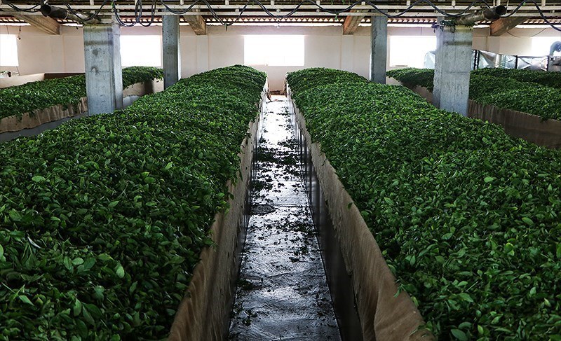 خرید تضمینی برگ سبز چای در ۲ کارخانه چایسازی اتحادیه تعاونی روستایی گیلان