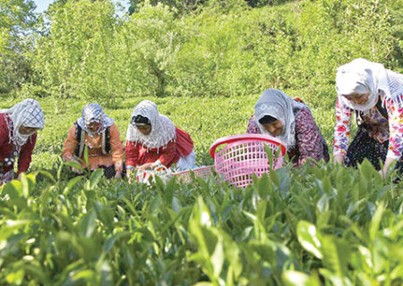 برداشت بیش از ۹۳ هزار تن برگ سبز چای از باغ‌های شمال