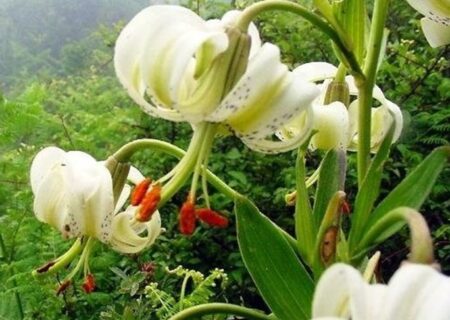 گلدهی سوسن چلچراغ در ارتفاعات کهنه ماسوله