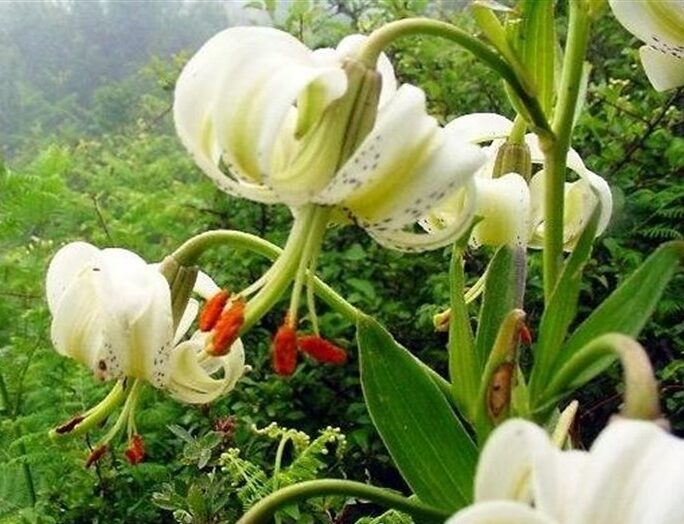 گلدهی سوسن چلچراغ در ارتفاعات کهنه ماسوله