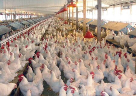 افزایش ۱۸ درصدی جوجه ریزی در مرغداری‌های گیلان