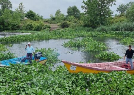 اجرای طرح جمع آوری گیاه سنبل آبی در تالاب بین المللی انزلی