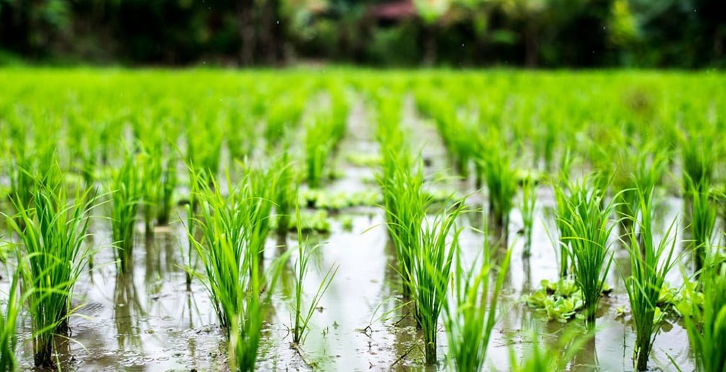 در روز‌های بارانی کشاورزان چگونه شالیزارشان را درو کنند؟