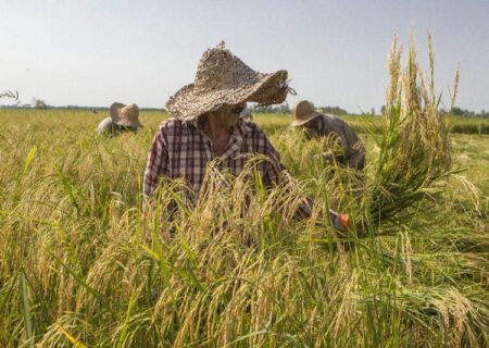 افزایش ۲۰ درصدی برداشت برنج در گیلان
