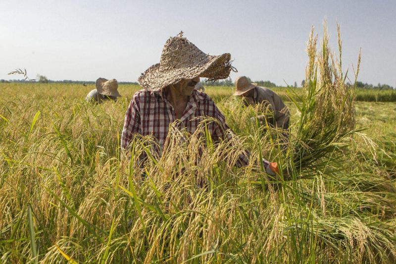 برداشت ۹۳ درصد خوشه‌های طلایی برنج در گیلان