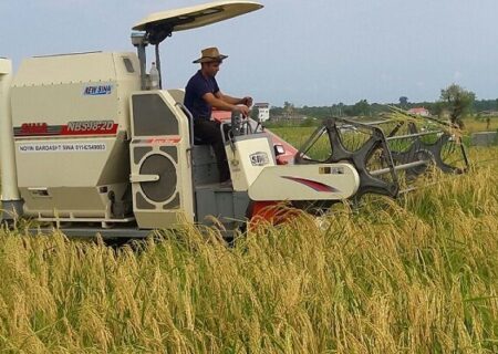 برداشت برنج در ۴ هزار هکتار از شالیزار‌های گیلان