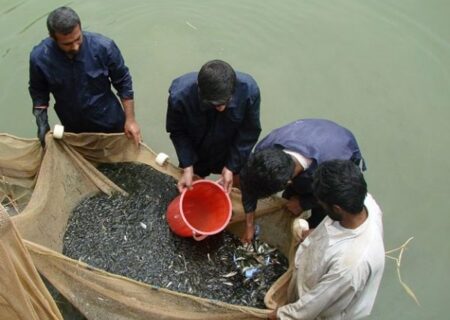 احیای ذخایر آبزیان دریای خزر با رهاسازی بچه ماهیان