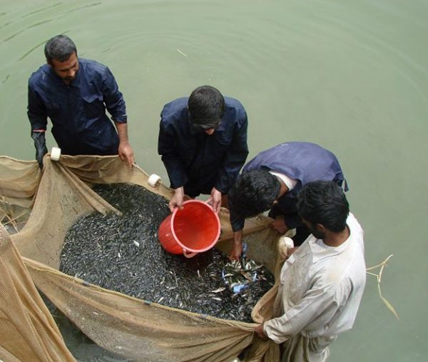 احیای ذخایر آبزیان دریای خزر با رهاسازی بچه ماهیان