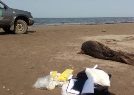 لاشه ۲ فُک خزری در سواحل بندرکیاشهر پیدا شد
