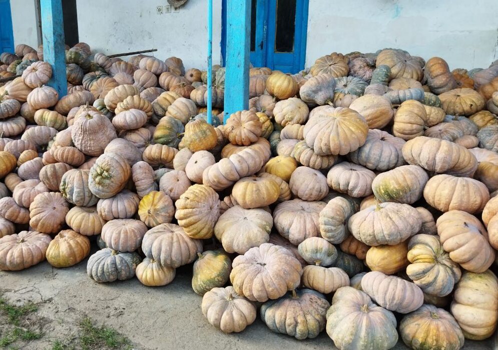 برداشت کدو از قطب تولید این محصول در گیلان