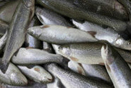 افزایش تولید ماهیان سردآبی در گیلان
